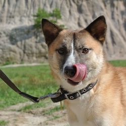 出戻りルフィー