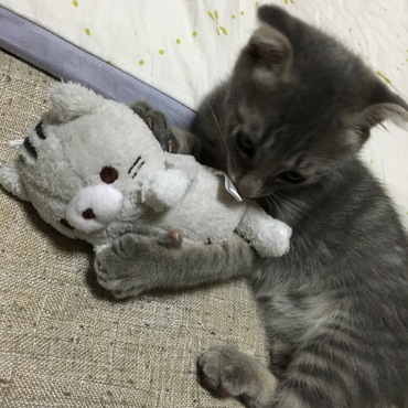 おともだち✨ガブッ‼︎
