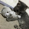 おともだち✨ガブッ‼︎
