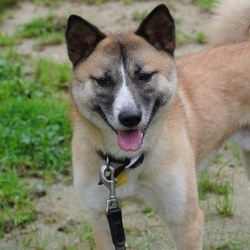 お帰り、ルフィー