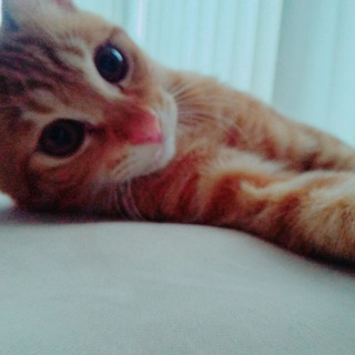 茶猫ちゃん１歳