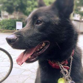 吠えない穏やかな17キロ大型犬推定1才