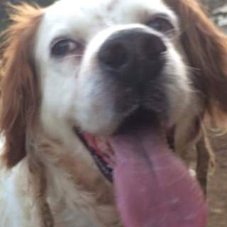 イングリッシュセッター里親募集　2頭います　