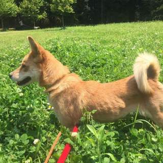 保健所で仔犬を守った穏やかな12キロメス1才半