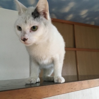 生後2歳5カ月の猫ちゃんの里親募集
