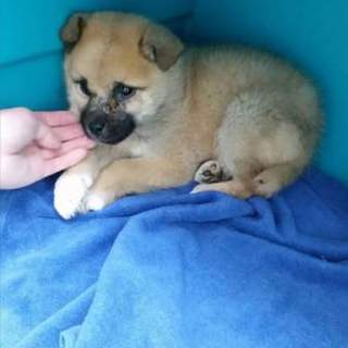 生後2か月仔犬　男の子