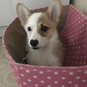 コーギー女の子子犬