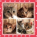 子猫達♂♀＆アゴ負傷ママ♡それぞれ里親さん募集！