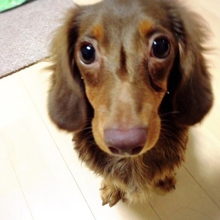 子犬のミニチュアダックス　元気な男の子　サンです