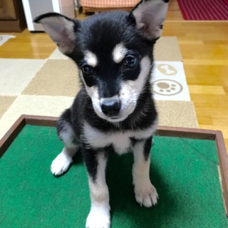 大人の風格漂うセナくん