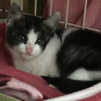 しおん