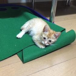 子猫里親募集とTNR活動