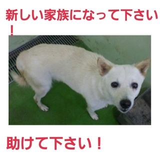 未だ募集がありません！なんとか命繋がっています