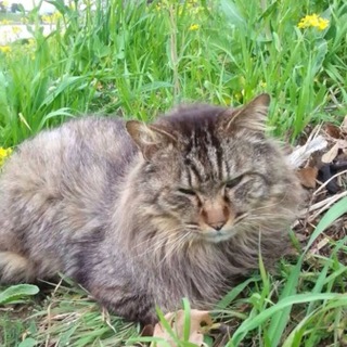 この猫を助けてください！