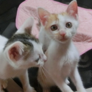 【みどりん】床下から救出しました