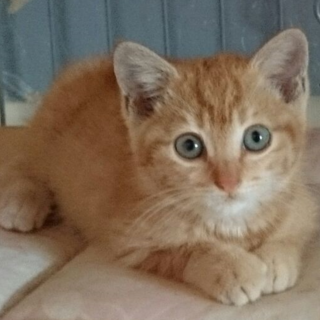 かわいい茶トラくん