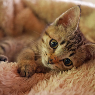 甘えん坊★元気なキジトラ女の子★2か月