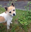 １歳小型犬   里親募集しています！