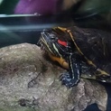 ミドリガメの里親募集します