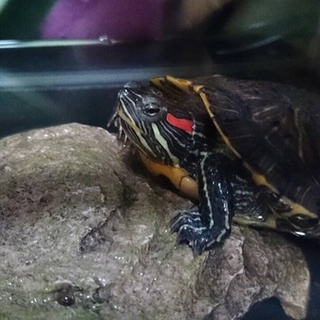 ミドリガメの里親募集します