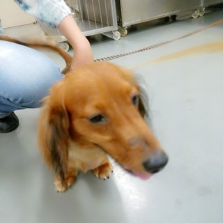 サマーカットのかまってちゃん♡ダッくん