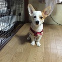 どなたか散歩に連れ出して下さい！ お願いします！