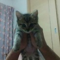 キジトラふわふわ子猫ちゃん！♥