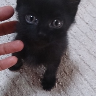 保護しました。甘えん坊な黒猫、生後1ヶ月半くらい
