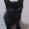 保護しました。甘えん坊な黒猫、生後1ヶ月半くらい サムネイル2