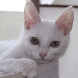 真っ白で細身の美男子hope（ホープ）くん