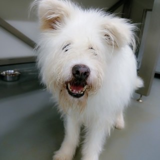 おっとりテリア風？チュッパ君