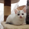 人馴れ抜群美人子猫！ サムネイル2