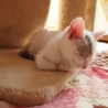 人馴れ抜群美人子猫！ サムネイル3