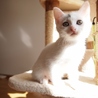 人馴れ抜群美人子猫！ サムネイル6