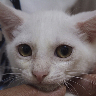 真っ白でふっくら美男子wish（ウィッシュ）くん