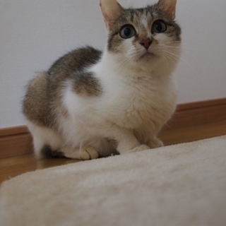 お眼目が大きい美人子猫さん♪