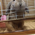 ロップイヤー お利口さん 