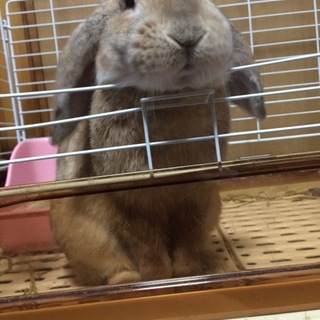 ロップイヤー お利口さん 