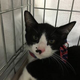 クロシロ八割れ、レオ君の飼い主募集