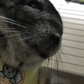 チンチラくんの家族募集