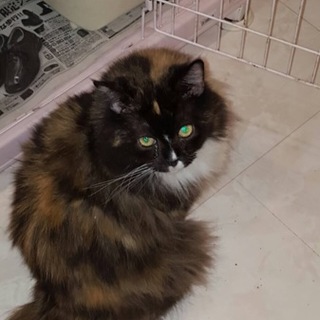 スコティッシュホールドの里親を募集します！