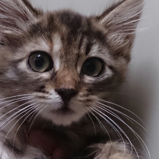 ぬいぐるみにゃんこ