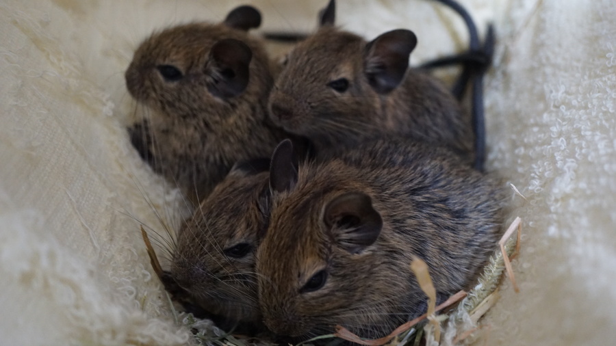 子デグー♂♀ サムネイル2