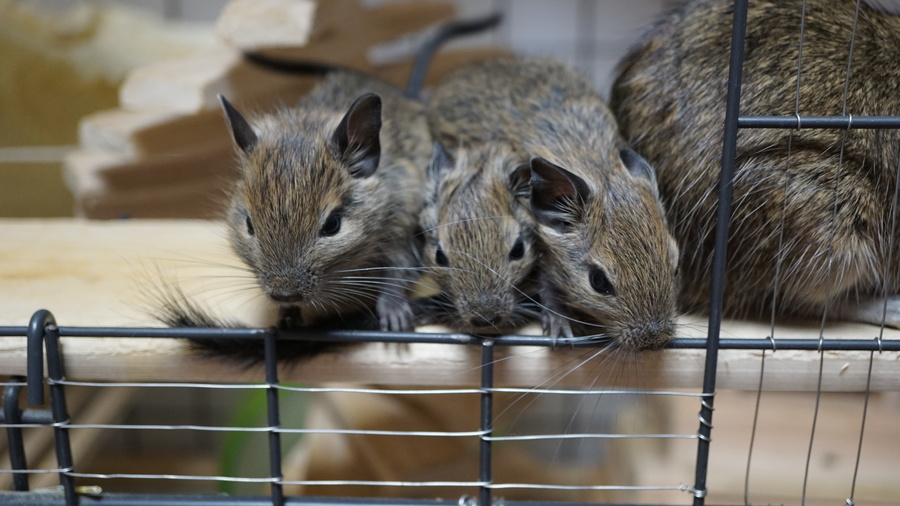 子デグー♂♀ サムネイル3