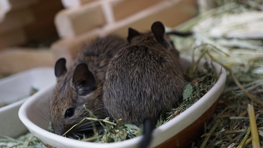 子デグー♂♀ サムネイル4