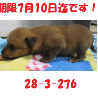 お迎え有り難うございます！感謝☆子犬9