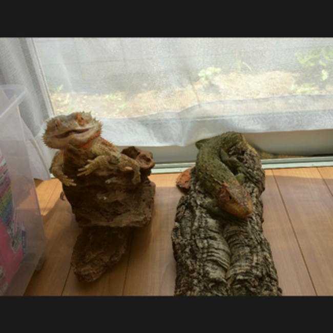 はちゅらぶのカバー写真