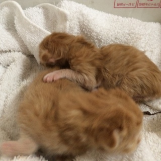 【引渡完了・ありがとうございます】