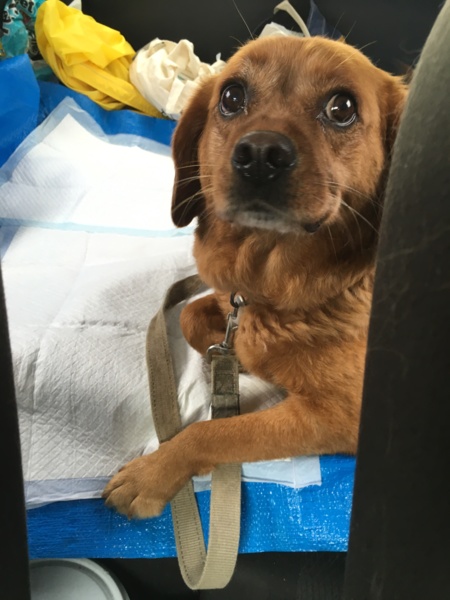 犬のボタン☆5個 ほどよく L25 プードルキャバリアシュナウザー 
