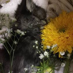 ペペ、お星様になりました